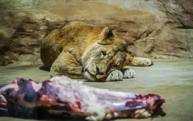 Zoo Ústí nad Labem - Nevinné oběti